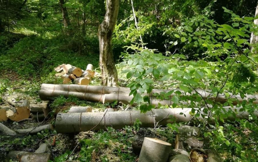 Прокуратура подала позов до суду через незаконну вирубку дерев у Новиці.