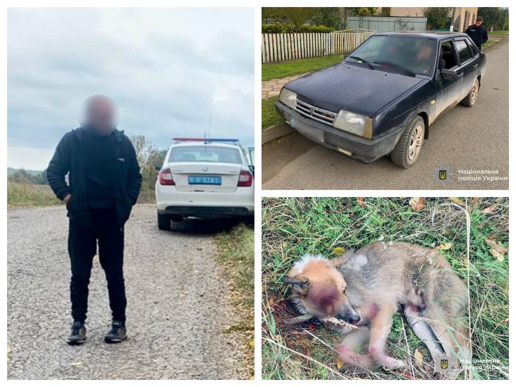 В Прикарпатті собаці, яку тягнули за автомобілем, ампутували кінцівку, вона у важкому стані