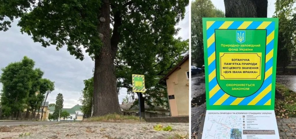 В Івано-Франківській області захищають три ботанічні природні пам’ятки.