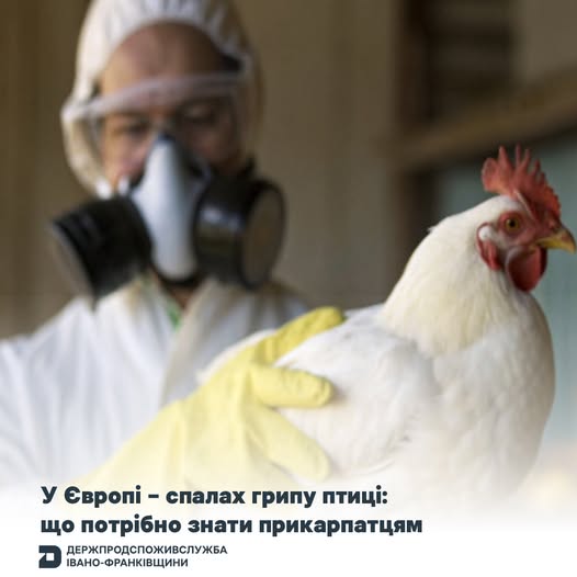 В Європі зафіксували спалах пташиного грипу: важлива інформація для мешканців Прикарпаття