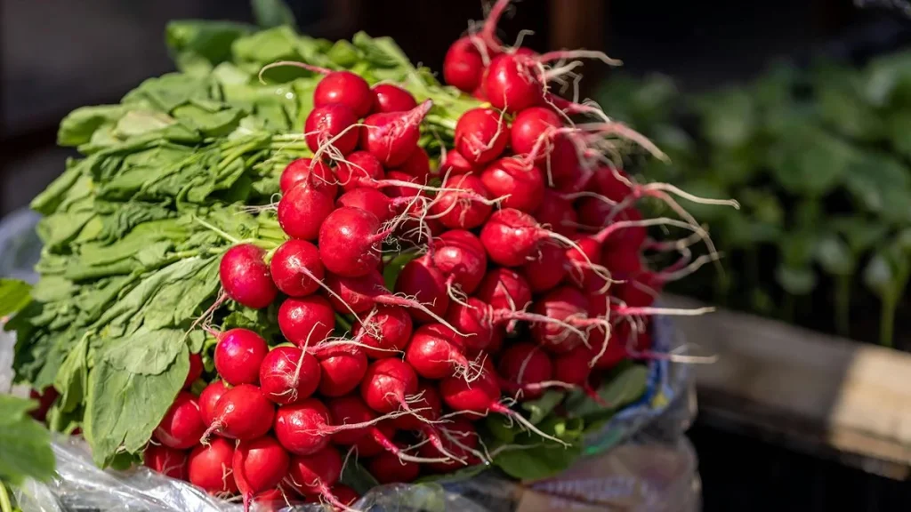 вирощування редису на продаж