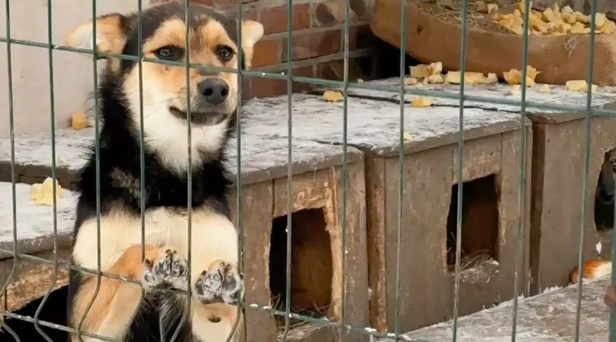 Благодійники спільноти переселенців “Мурашки” організовують збір допомоги для “Дому Сірка”