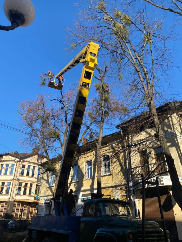 у Франківську та навколишніх селах планують обрізати й зрізати дерева на суму 4 мільйони