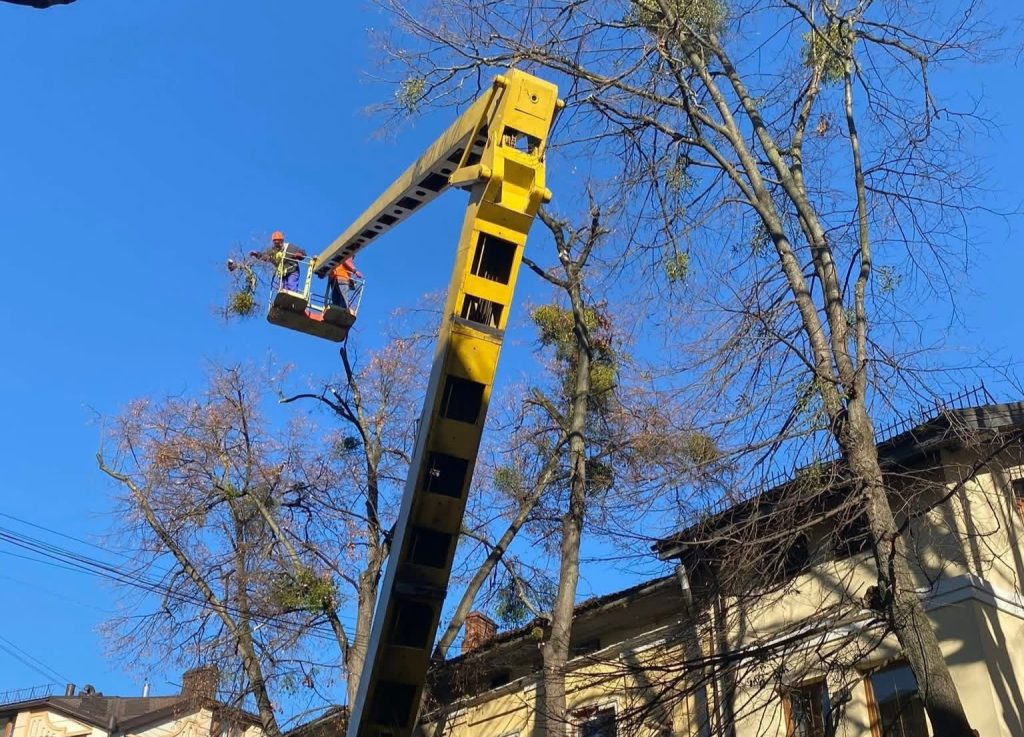 В Івано-Франківську шукають підрядників для тендерів з обрізки та видалення дерев.