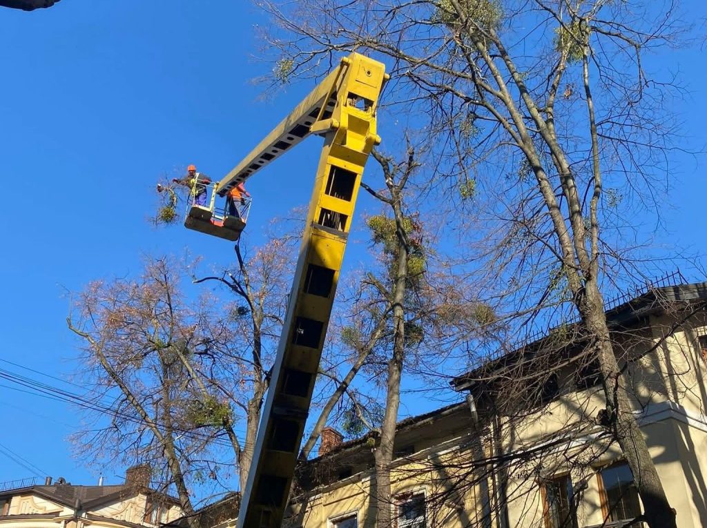 Івано-Франківськ оголошує тендер на обрізання дерев і видалення пнів у місті
