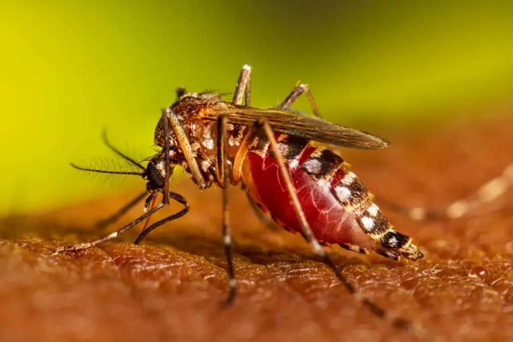 укус інфіковагого комарр Aedes