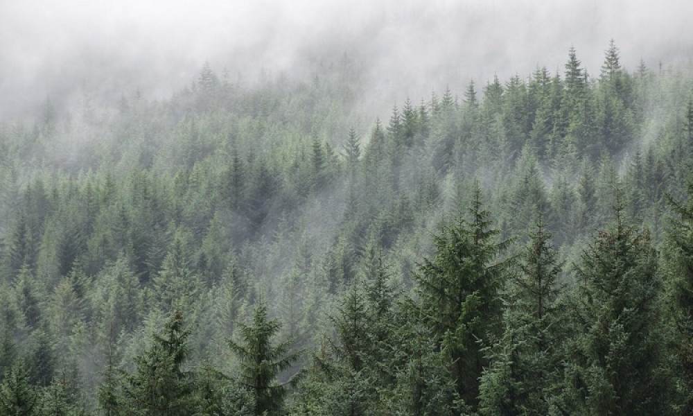Жінка з Прикарпаття уклала угоду і уникла ув’язнення у справі про незаконну вирубку лісу біля Буковелю