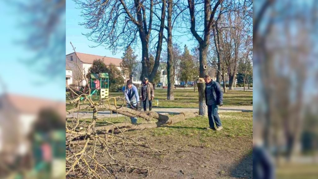 В усіх районах Бурштина проводять обрізку дерев