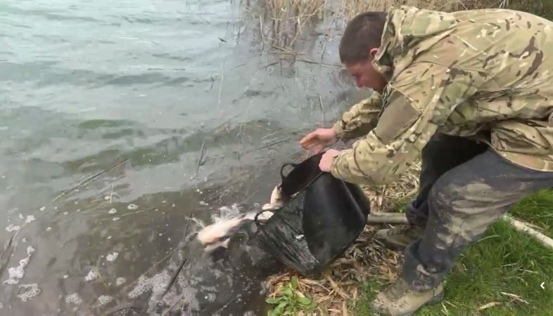 В озері в Надвірній випустили товстолоба для природного очищення води (відео)