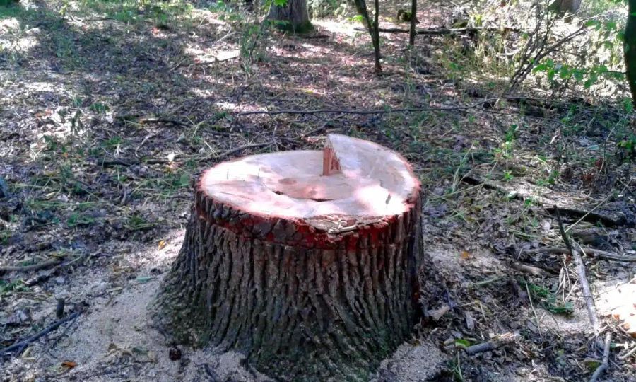 З Прикарпатського нацпарку стягнуть близько мільйона гривень збитків через нелегальні вирубки