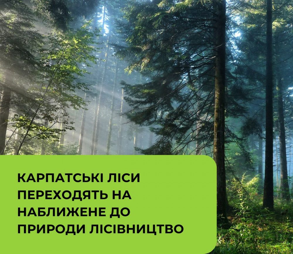 У карпатських лісах на весь рік заборонять повне вирубування