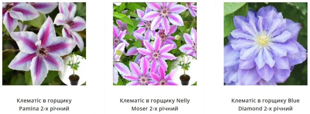 Клематіс в горщику купити