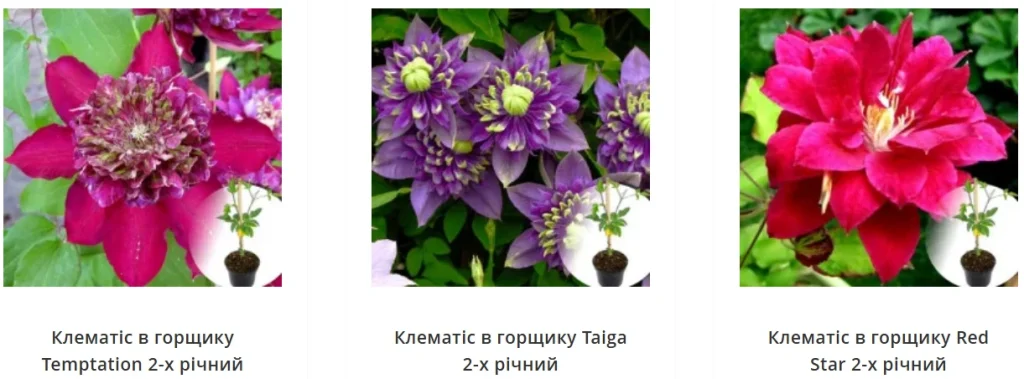 замовити клематіс в горщику
