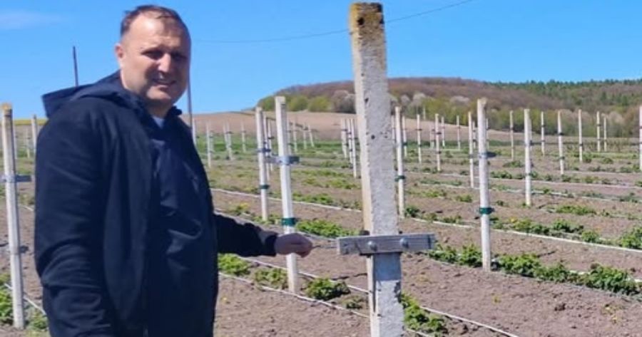 Розвиток ягідного бізнесу на Прикарпатті: досвід Михайла Крука