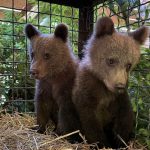 У Карпатах подружжя врятувало двох осиротілих ведмежат і передало їх до “Синевиру”