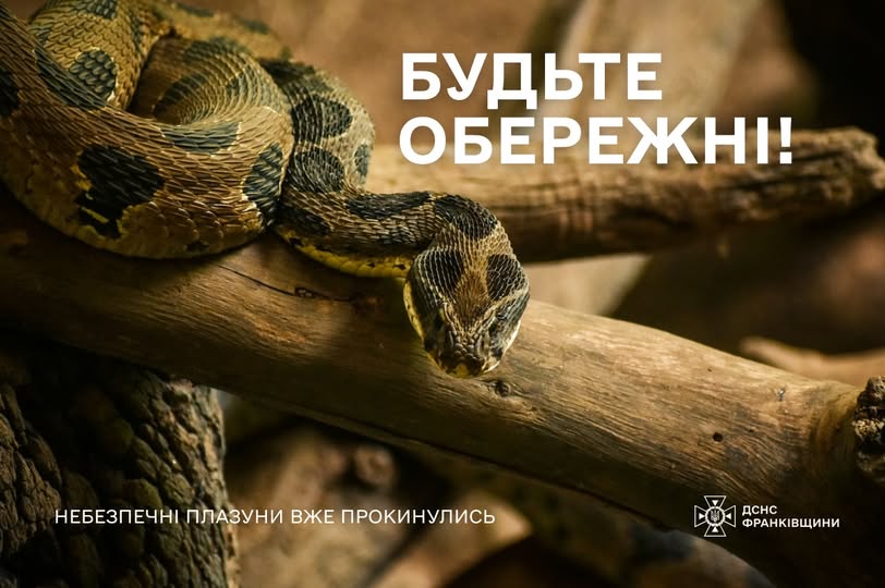 Рятувальники Івано-Франківщини попереджають про загрозу зустрічі зі зміями та наголошують на правилах безпеки