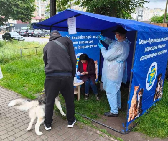 В Івано-Франківську безкоштовно робитимуть щеплення від сказу для собак і котів (РОЗКЛАД)