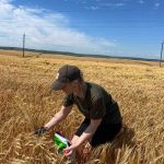Прикарпатський ячмінь збираються вивозити до Китаю