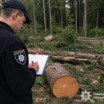 Позиватимуть двох мешканців Прикарпаття за нелегальне транспортування зрізаної деревини