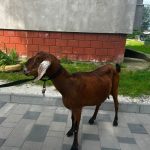 У Калуші шукають власників нубійської кози, яка поблукала в районі Грушевського-Рубчака
