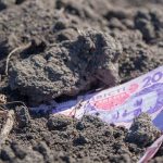 Правоохоронці Калуша розслідують фальсифікацію документів і реєстраційних даних під час реалізації комунальної землі