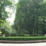 Суд зобов’язав франківське комунальне підприємство виплатити більше 200 тисяч гривень за зрізані дві берези в парку Шевченка