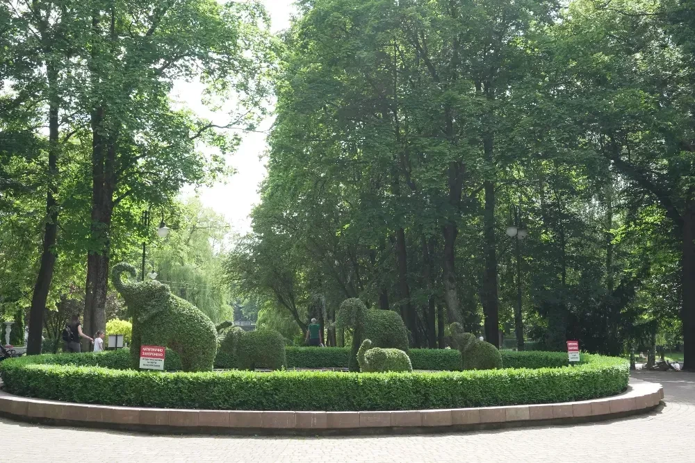 Суд зобов’язав франківське комунальне підприємство виплатити більше 200 тисяч гривень за зрізані дві берези в парку Шевченка