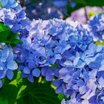 Чим підживити гортензії в липні для утворення нових бутонів
