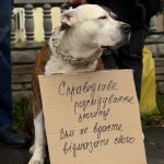 «У Калуші відбулася акція протесту через вбиття собаки: життя тварин теж важливе»
