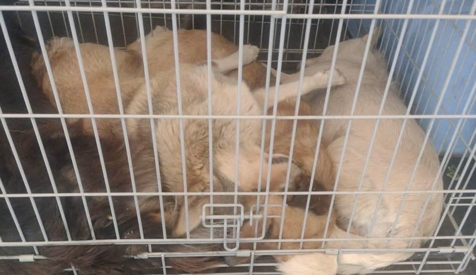 В Надвірній почали обробку від розмноження та щеплення бездомних собак
