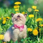 Тепло до +30°: прогноз погоди на Прикарпатті 30 липня