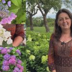 Від хобі до призначення: прикарпатка розводить більше 50 видів гортензій