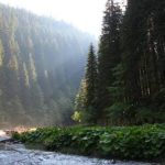 В Карпатах косуля побувала на інклюзивній екологічній стежці