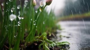 Прогноз погоди на 24 липня в Івано-Франківську та області