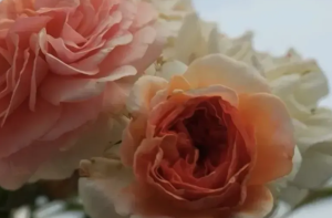 У Калуші покарали людей за крадіжку квітів із міських клумб
