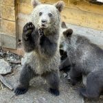 Нові можливості для ведмежат з Прикарпаття: осиротілі малюки знаходять дім у нацпарку «Синевир»
