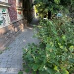 Настирливі чужорідні рослини Прикарпаття заселяють береги річок, узбіччя та міські дороги