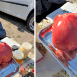 На Заболотівському ринку вразили оригінальним врожаєм