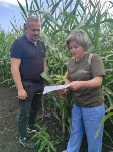 В Івано-Франківській області провели огляд імпортних посівів кукурудзи