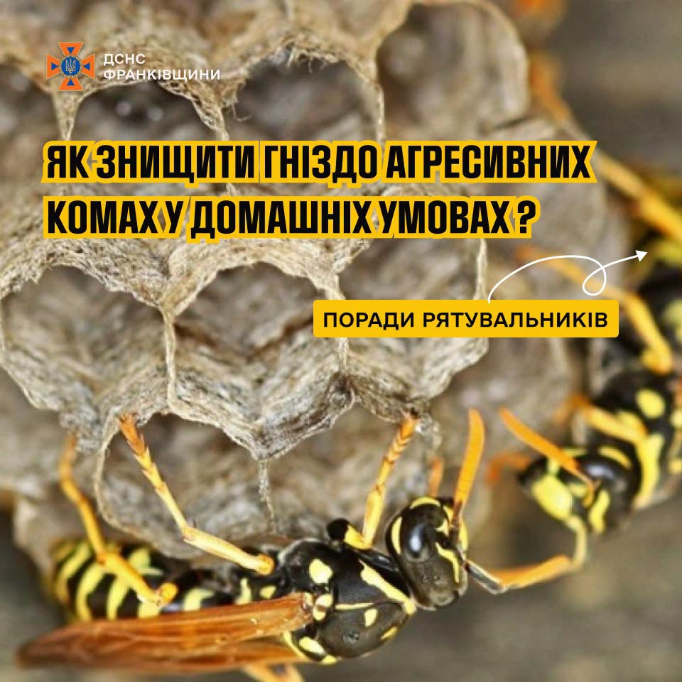 Рекомендації пожежників з усунення гнізд небезпечних комах вдома