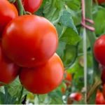 1,2 кг овочів продавали всього за 30 гривень
