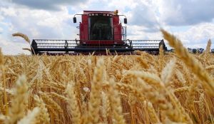 В Прикарпатті закінчили збір ранніх зернових та бобових культур