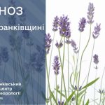 Погода в Івано-Франківську та області на 10 серпня 2026 року: прогноз