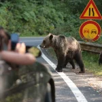 В Івано-Франківській області мешкає найбільша кількість ведмедів у Карпатах