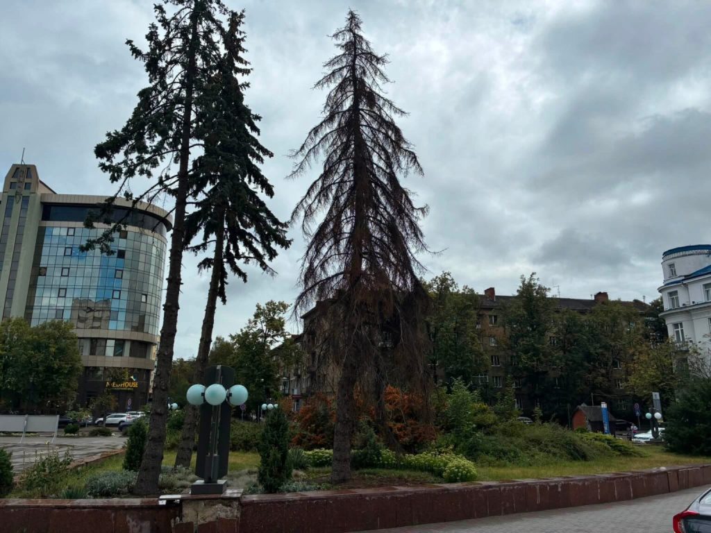 У Франківську замінять старі дерева на нові: де саме проведуть роботи