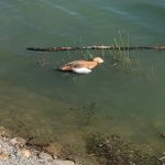 На іншому озері в Калуші знайшли мертві трупи качок