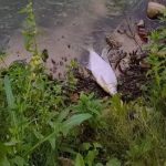 У водоймі Калуша зафіксували надмірну концентрацію амонійного азоту, що спричинило масову загибель організмів