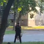 У Калуші оштрафували господаря собаки за атаку на дитину