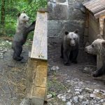 У національному парку «Синевир» більше ніж 40 днів доглядають за двома покинутими ведмежатами, яких виявили на Франківщині