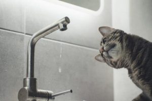 Тариф на водопостачання в Івано-Франківську підвищать з 1 жовтня